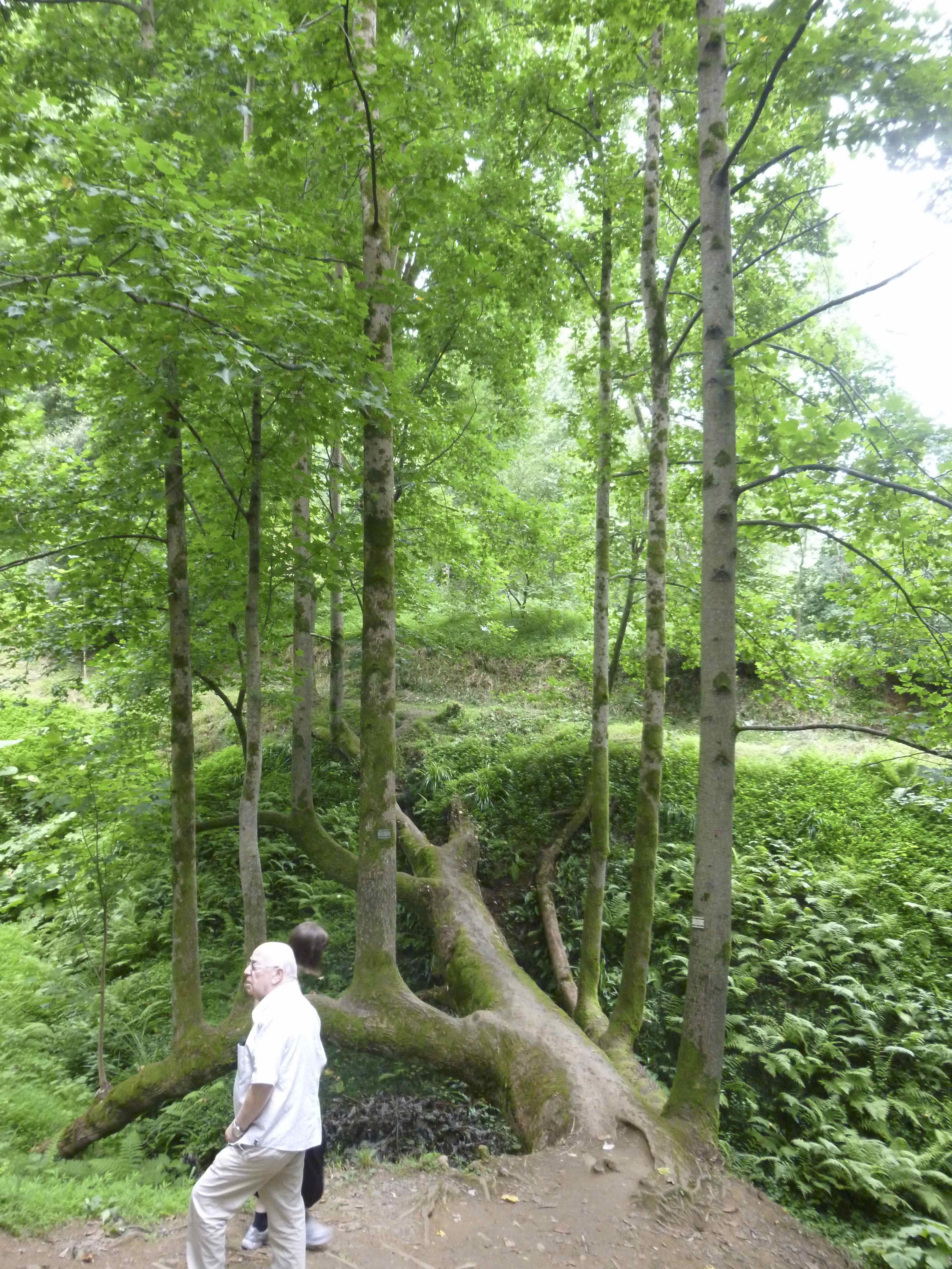 L'arbre a dû être abattu par le vent et ses branches ont poussé à la verticale, comme d'autres troncs.