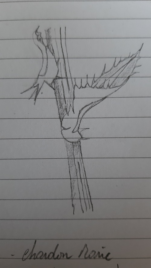 feuilles sup de Sybilum marianum