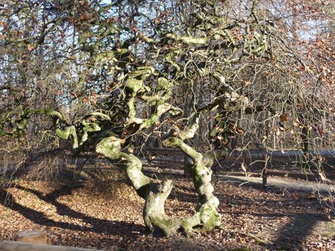 Fau de Verzy - Hêtre tortueux