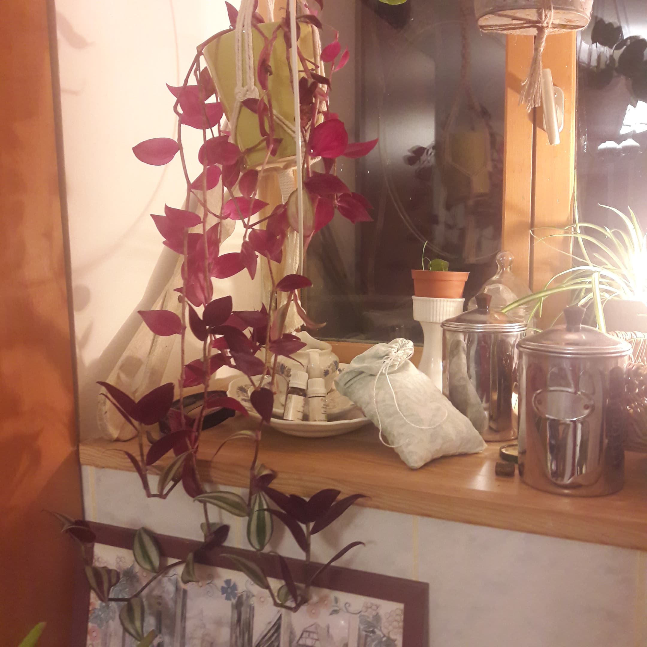 plante à croissance bizarre