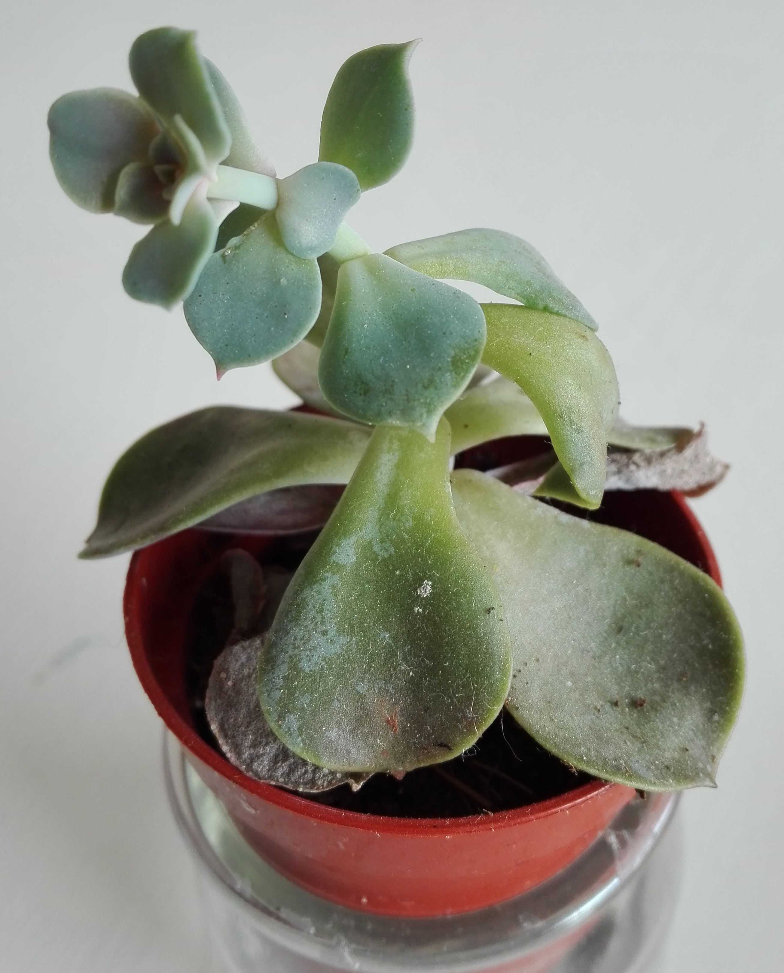 succulente d'intérieur