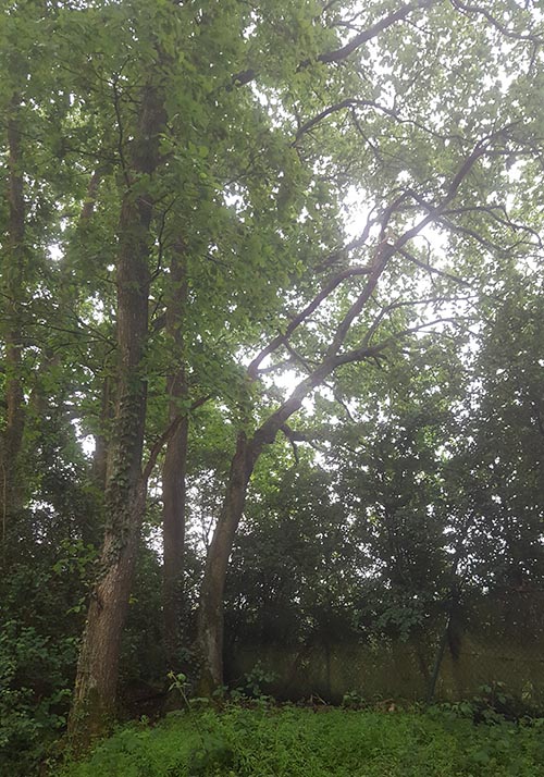 formes bizarres d'arbres cherchant la lumière