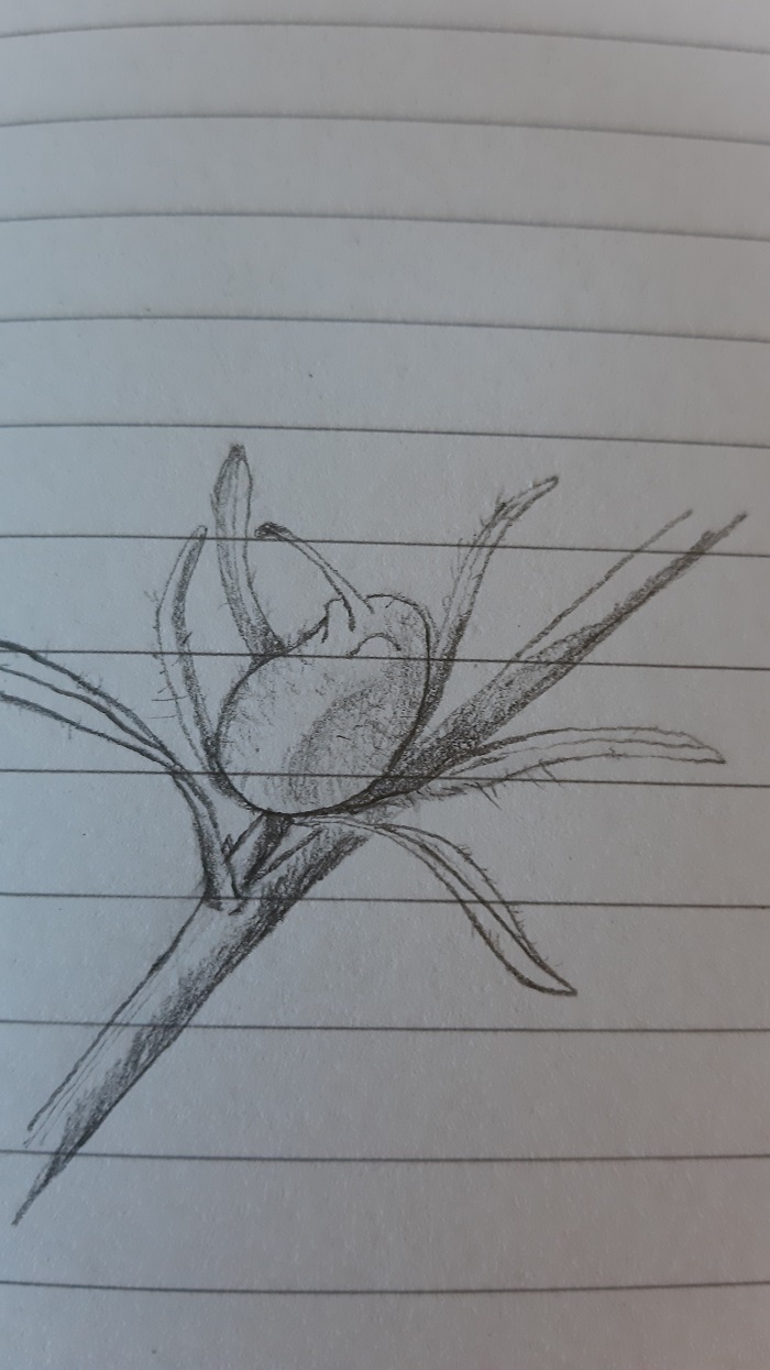 croquis fruit M. orontium