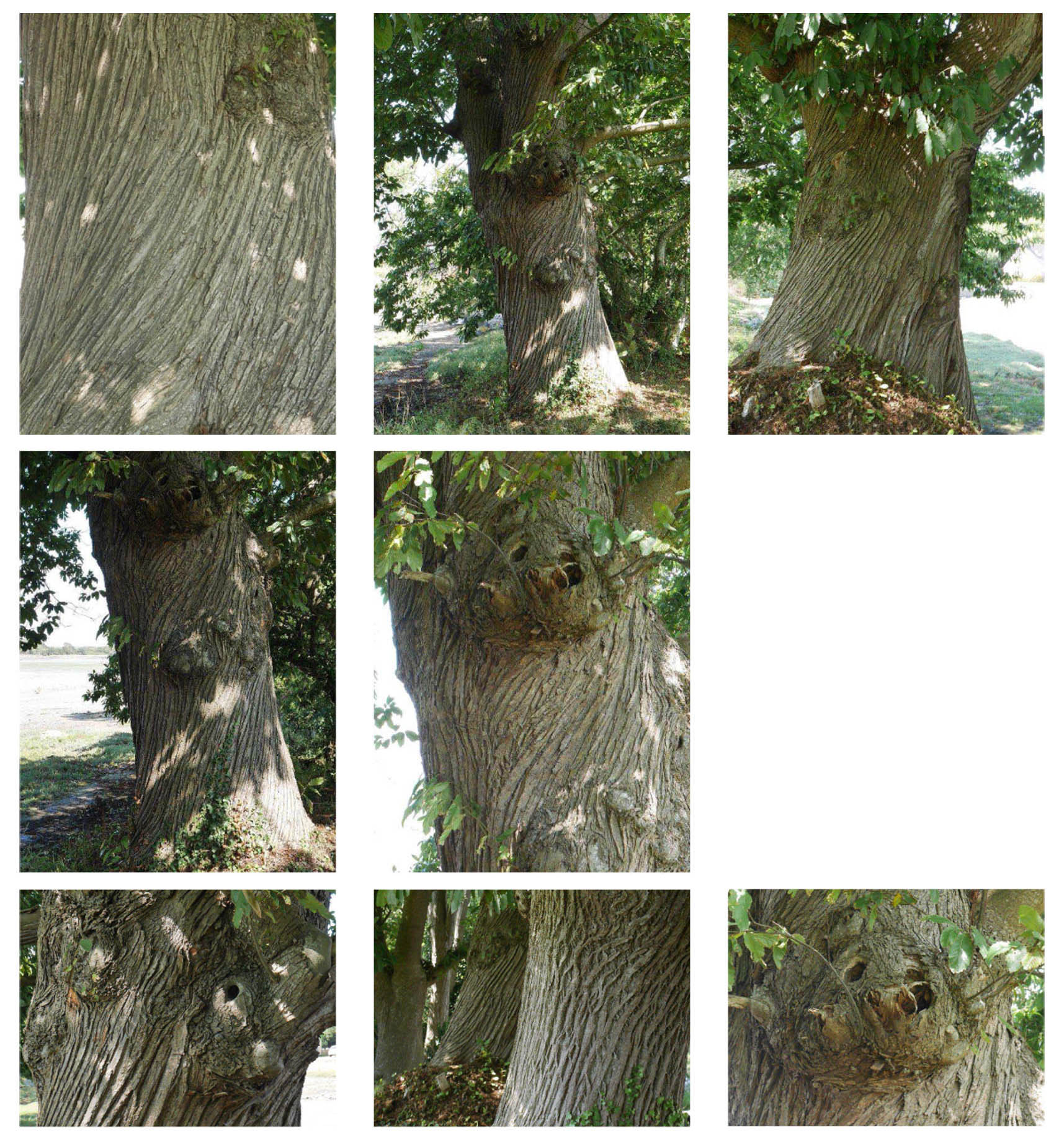 Arbres torves Pt Labbé