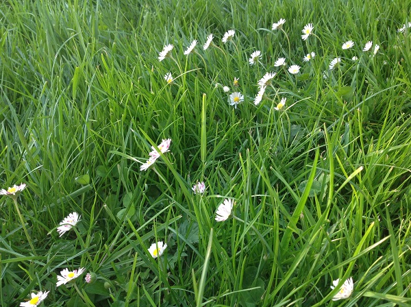 la recherche du soleil