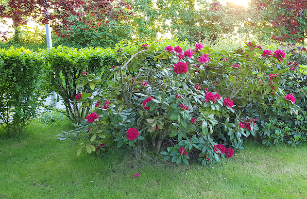 rhododendron penché