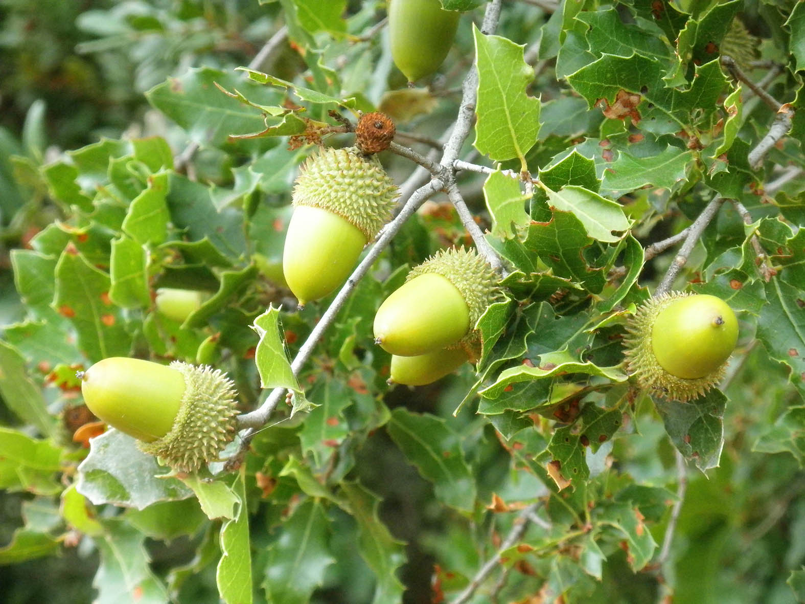 Annexe Quercus_coccifera_Bellotas_2010-10-03_DehesaBoyaldePuertollano.jpg