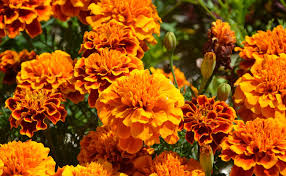 Annexe téléchargement.jpg