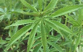 Annexe Cannabis sativa.jfif