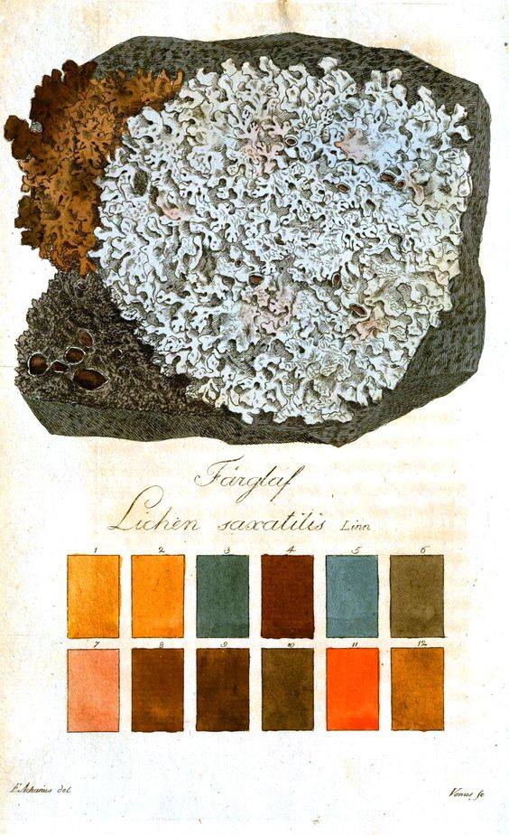 Annexe lichens.jpg