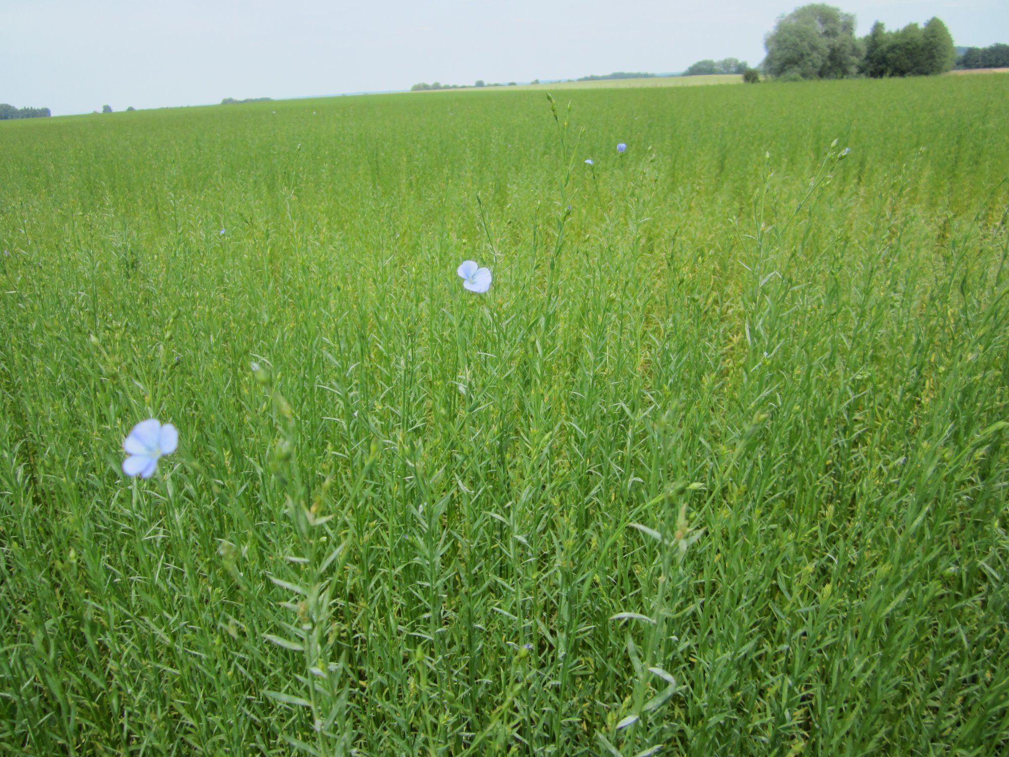 Annexe Lin champ.jpg