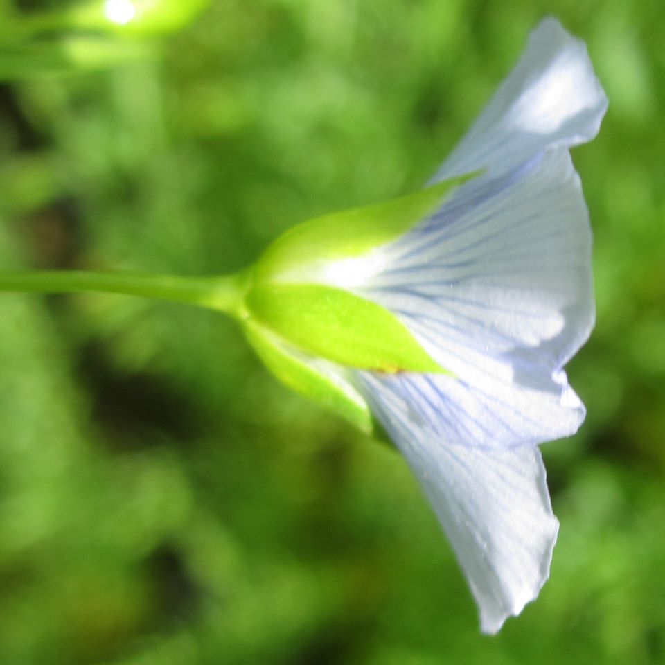 Annexe Lin fleur 2.jpg