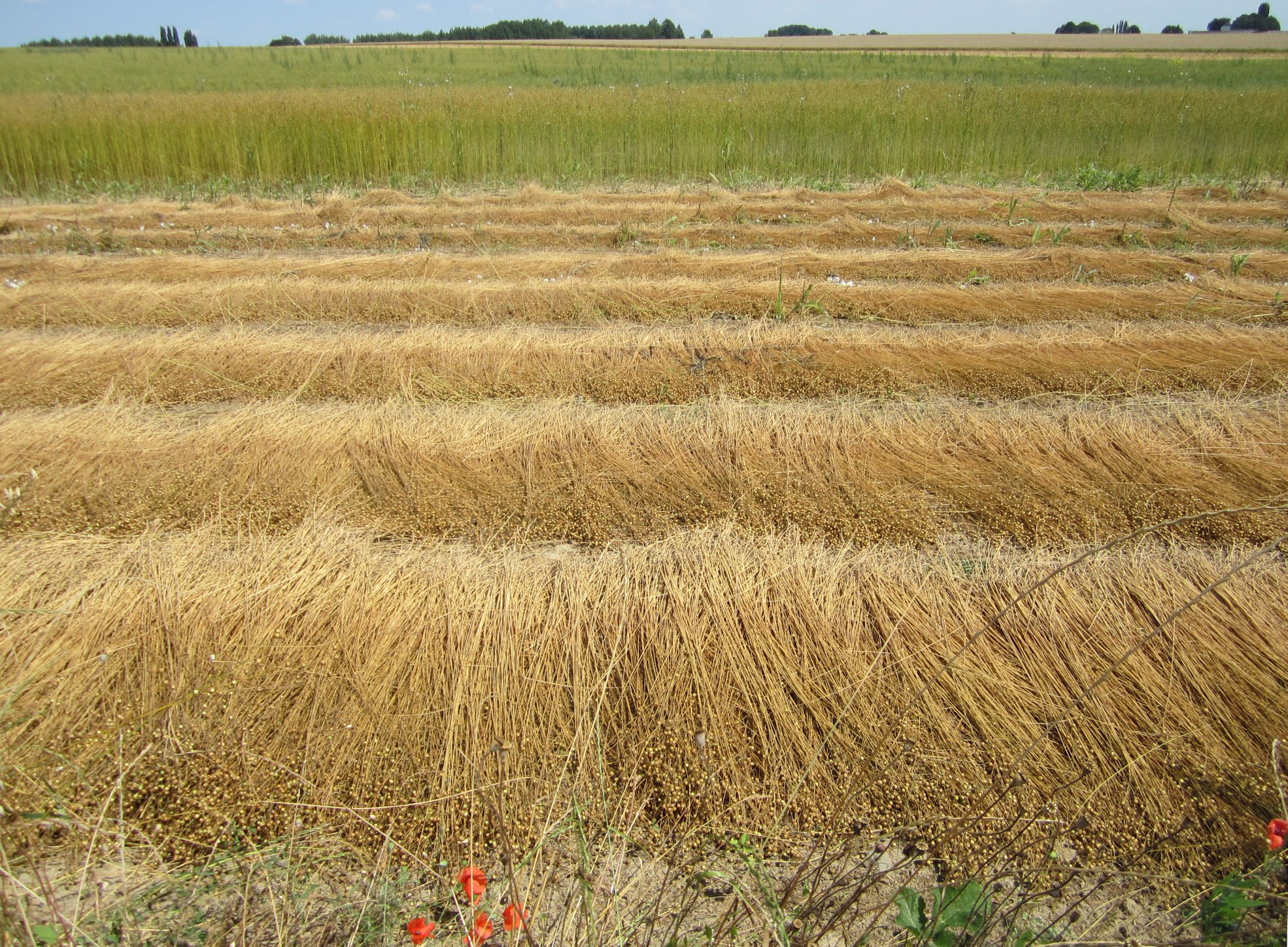 Annexe Lin stade andains.jpg