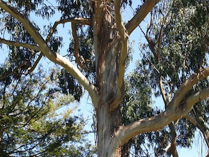 Annexe eucalyptus-arbre.jpg