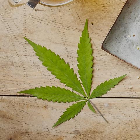 Annexe what-is-chanvre_large.jpg