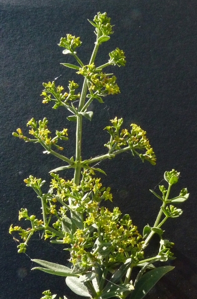 Annexe httpsapi.tela-botanica.orgimg000035923L.jpg