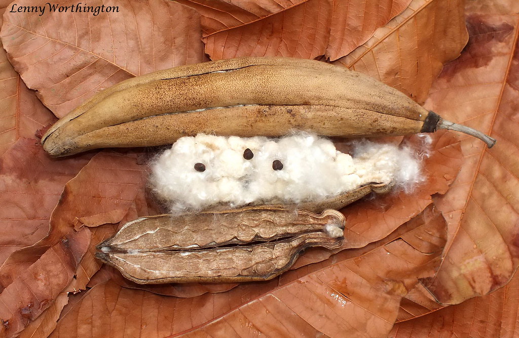 Annexe Ceiba pentandra fruit.jpg