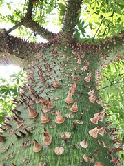 Annexe Ceiba pentandra tronc.jpg