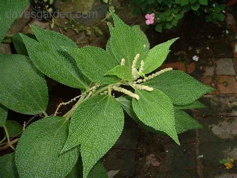 Annexe ramie Boehmeria nivea.jpg