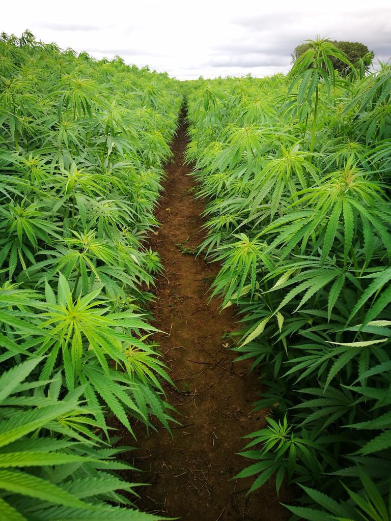 Annexe chanvre-Illu-générale-corps-de-l_article-copyright-Cannavie.jpg