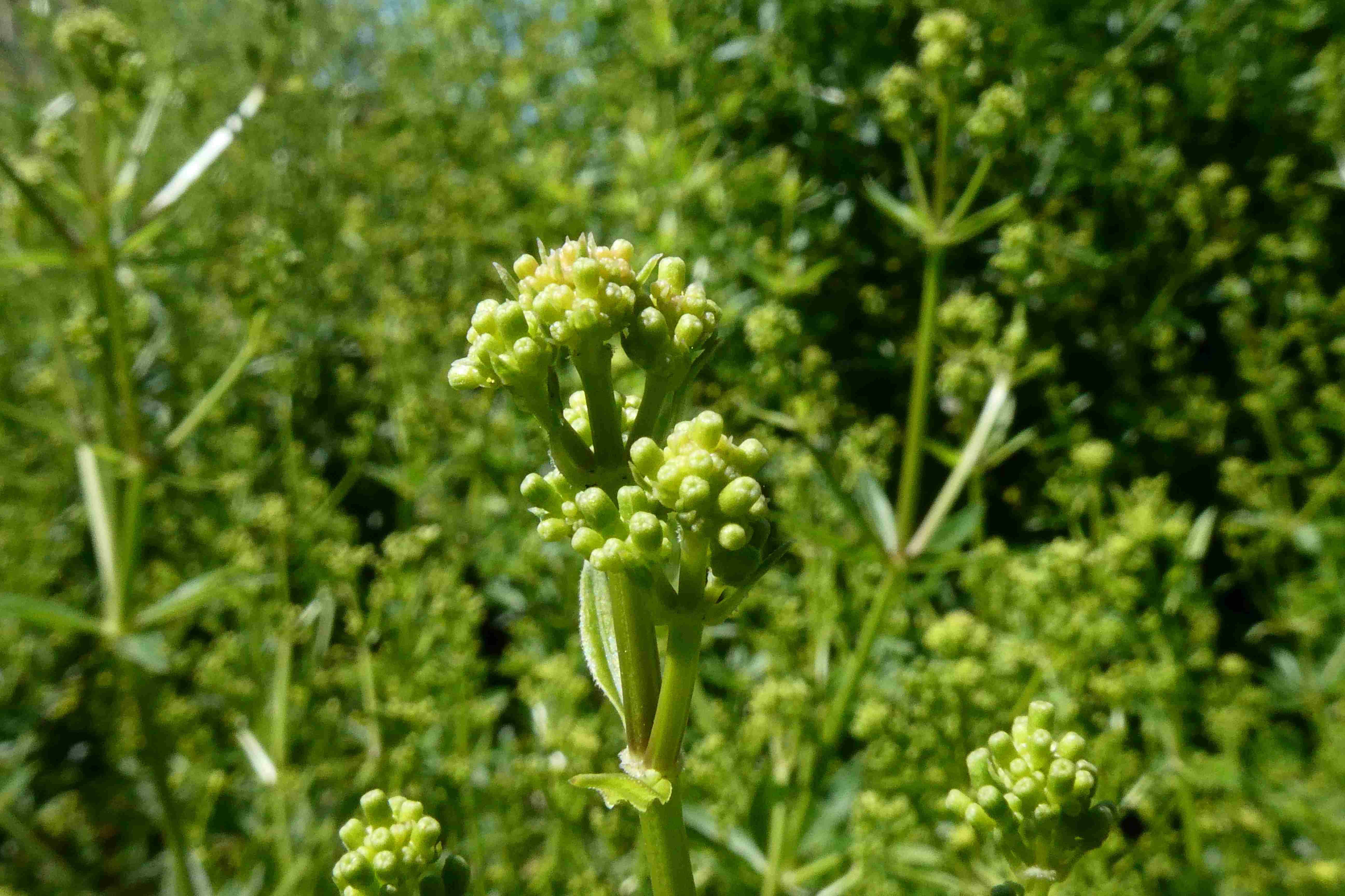 Annexe garance des teinturiers.jpg