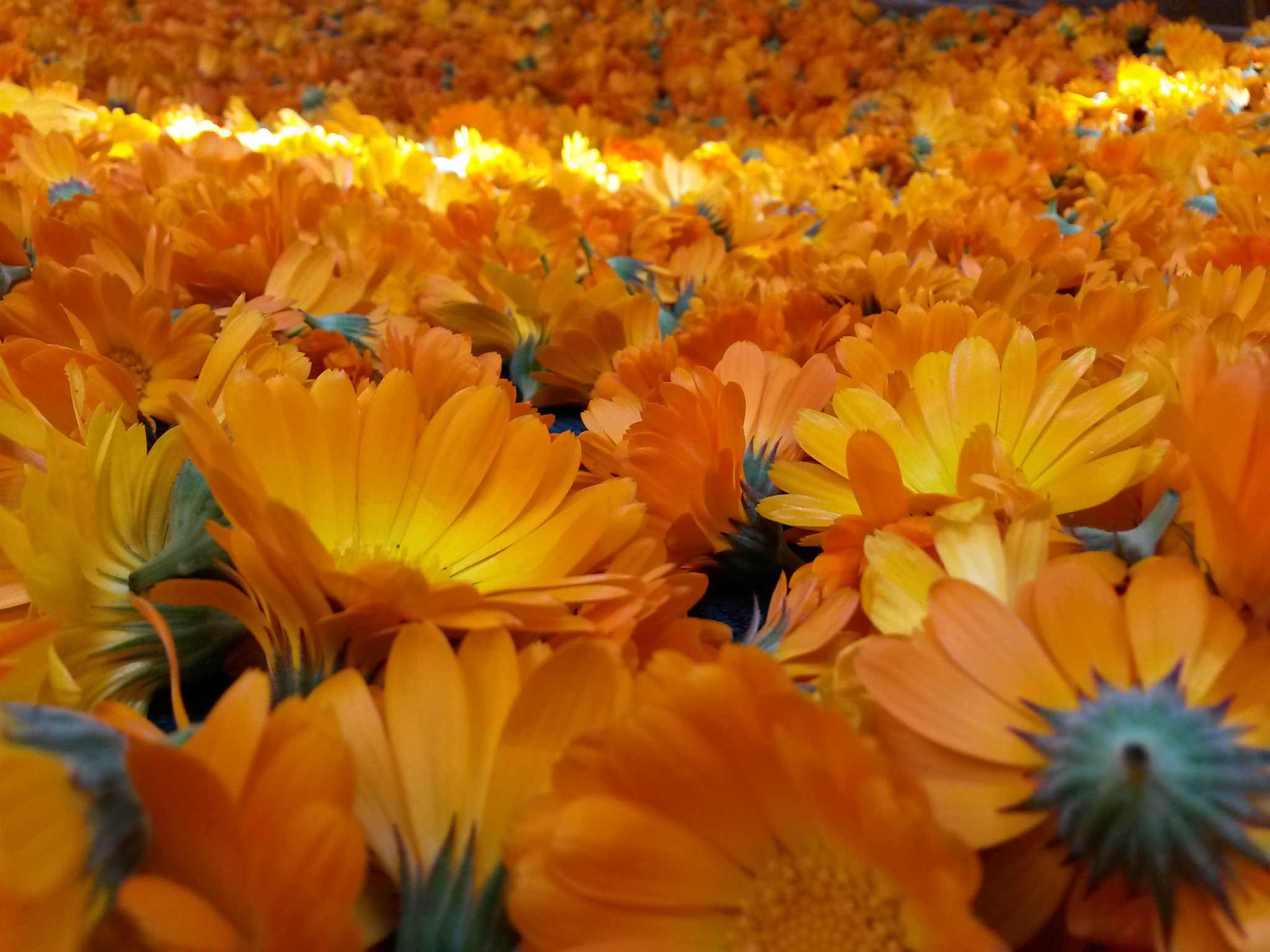 Annexe 20200304_151239.jpg