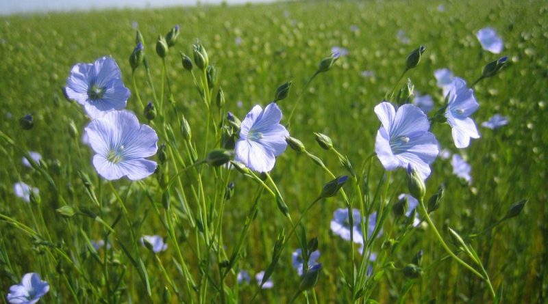 Annexe lin-Linum-usitatissimum-800x445.jpg