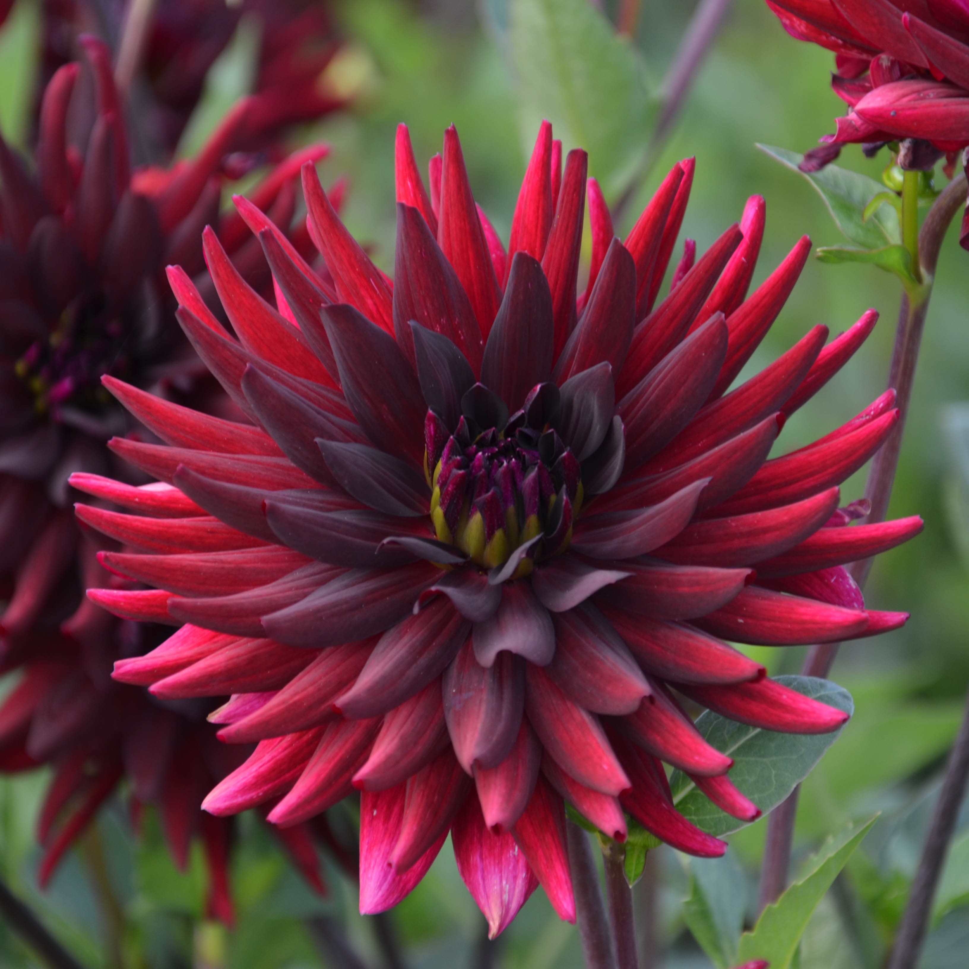 Annexe dahlia-cactus-chat-noir.jpg