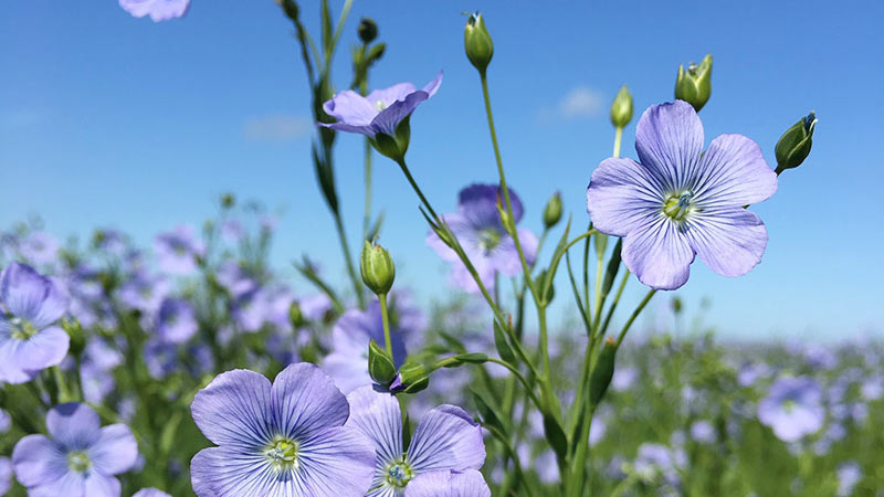 Annexe fleur-de-lin.jpg