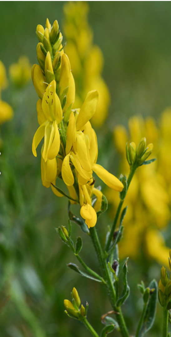 Annexe Capture d’écran 2020-04-07 à 17.08.13.png