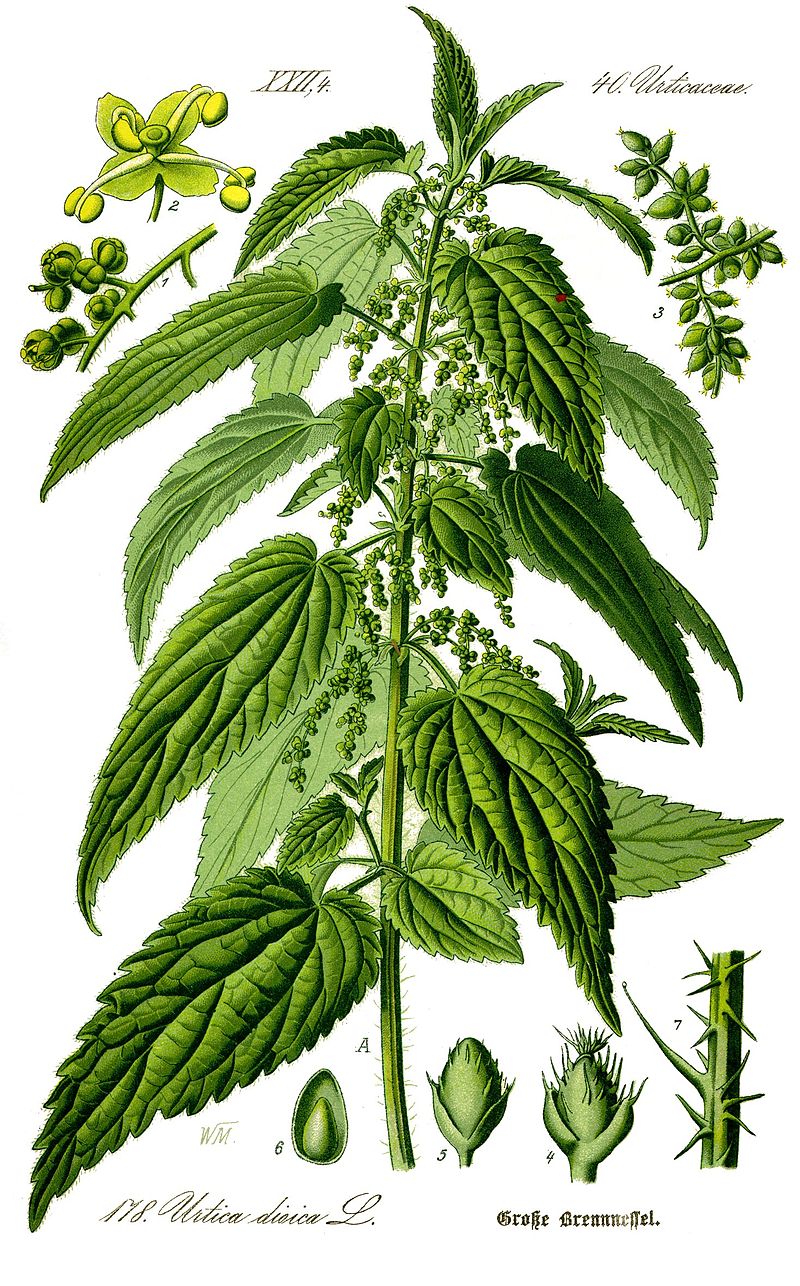 Annexe 800px-Illustration_Urtica_dioica0_clean.jpg