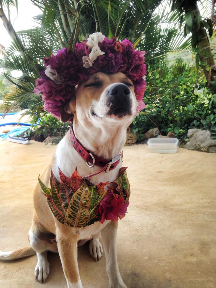 Annexe La polynésienne.jpg