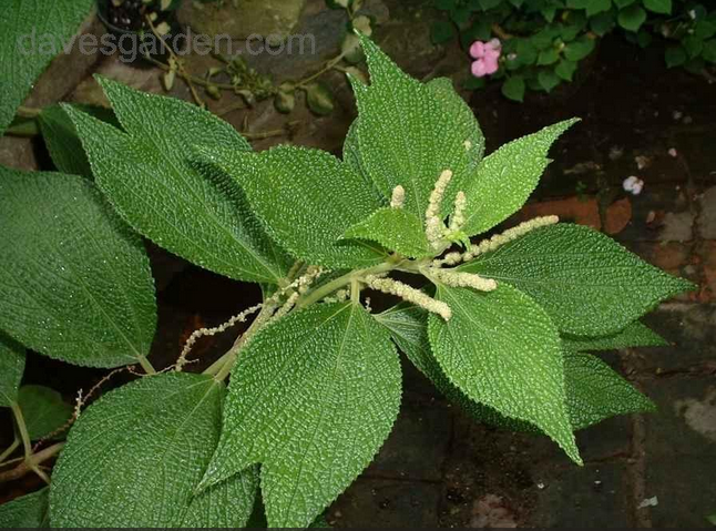 Annexe Boehmeria nivea.png