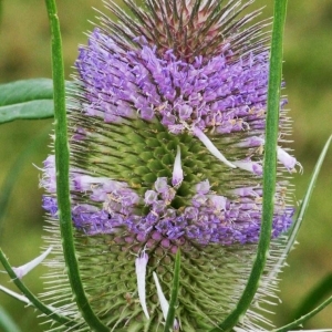 Annexe dipsacus sativus image eflore.jpg