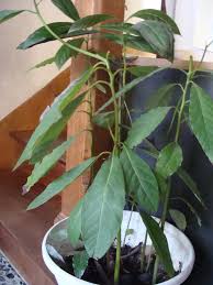 Annexe avocatier.jpg