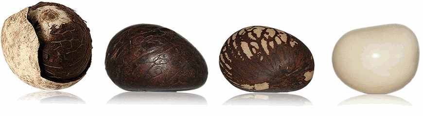 Annexe GRAINE DE TAGUA .gif