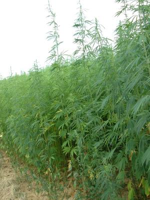 Annexe Canabis Sativa L. - Chanvre.jpg