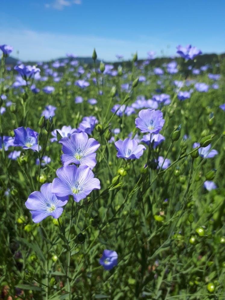 Annexe reussir.fr.jpg