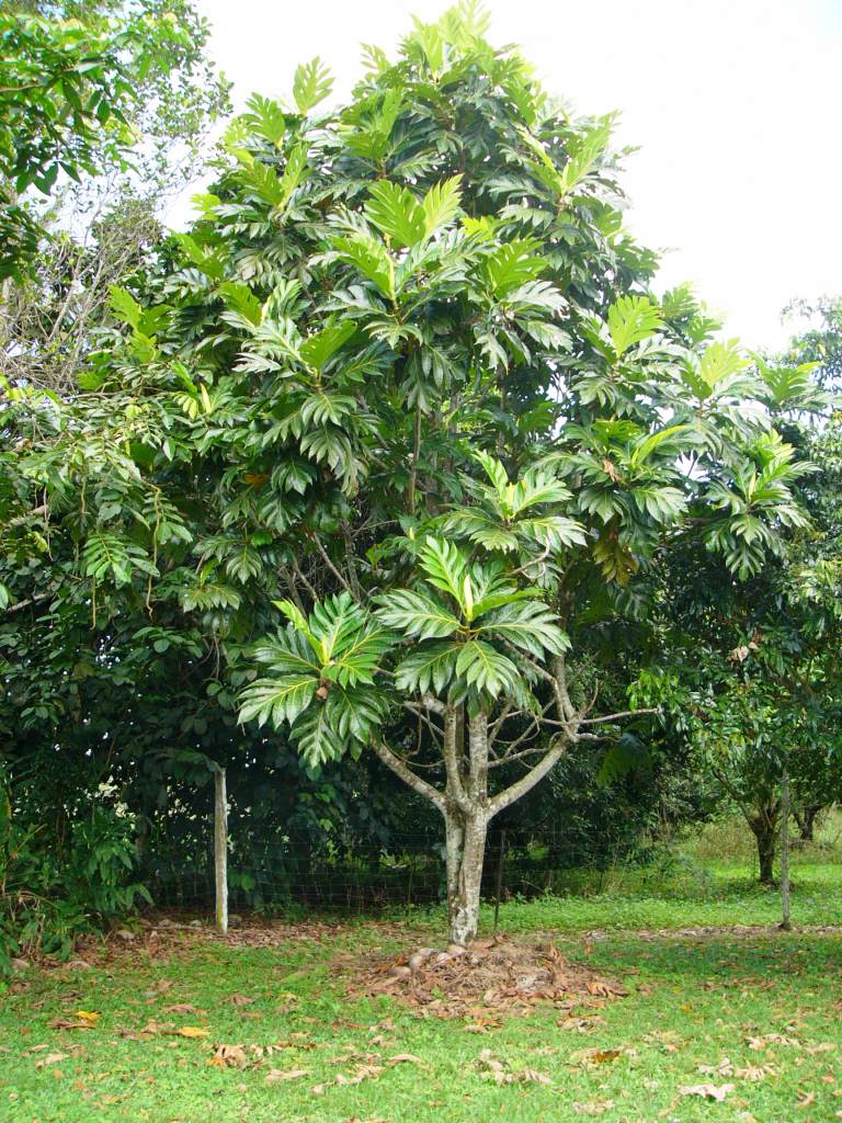 Annexe breadfruit-3385.jpg