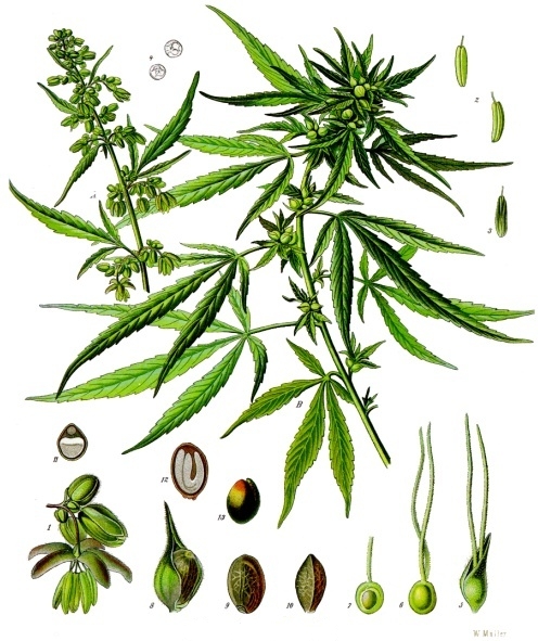 Annexe Cannabis_sativa_-_Köhler–s_Medizinal-Pflanzen-026.jpg