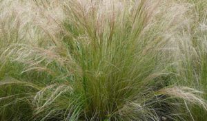 Annexe Alpha-300x176 - webmanagercenter.jpg