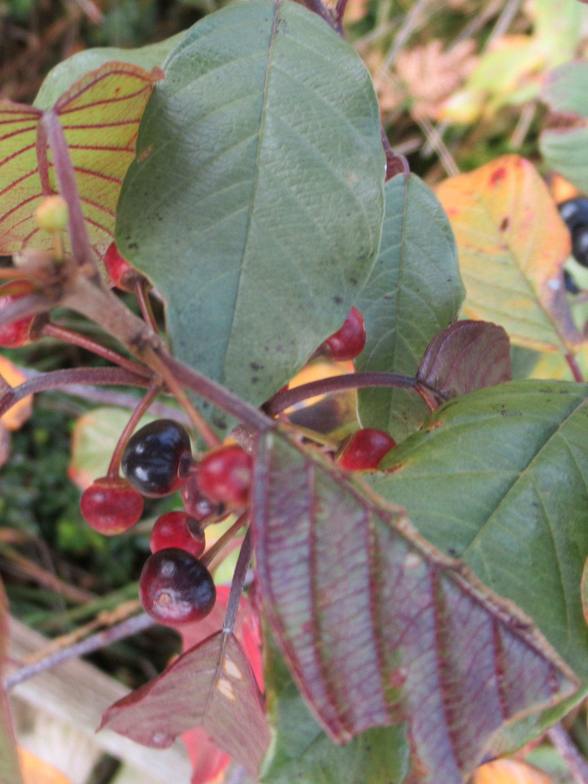 Annexe Bourdaine feuilles et fruits .jpg