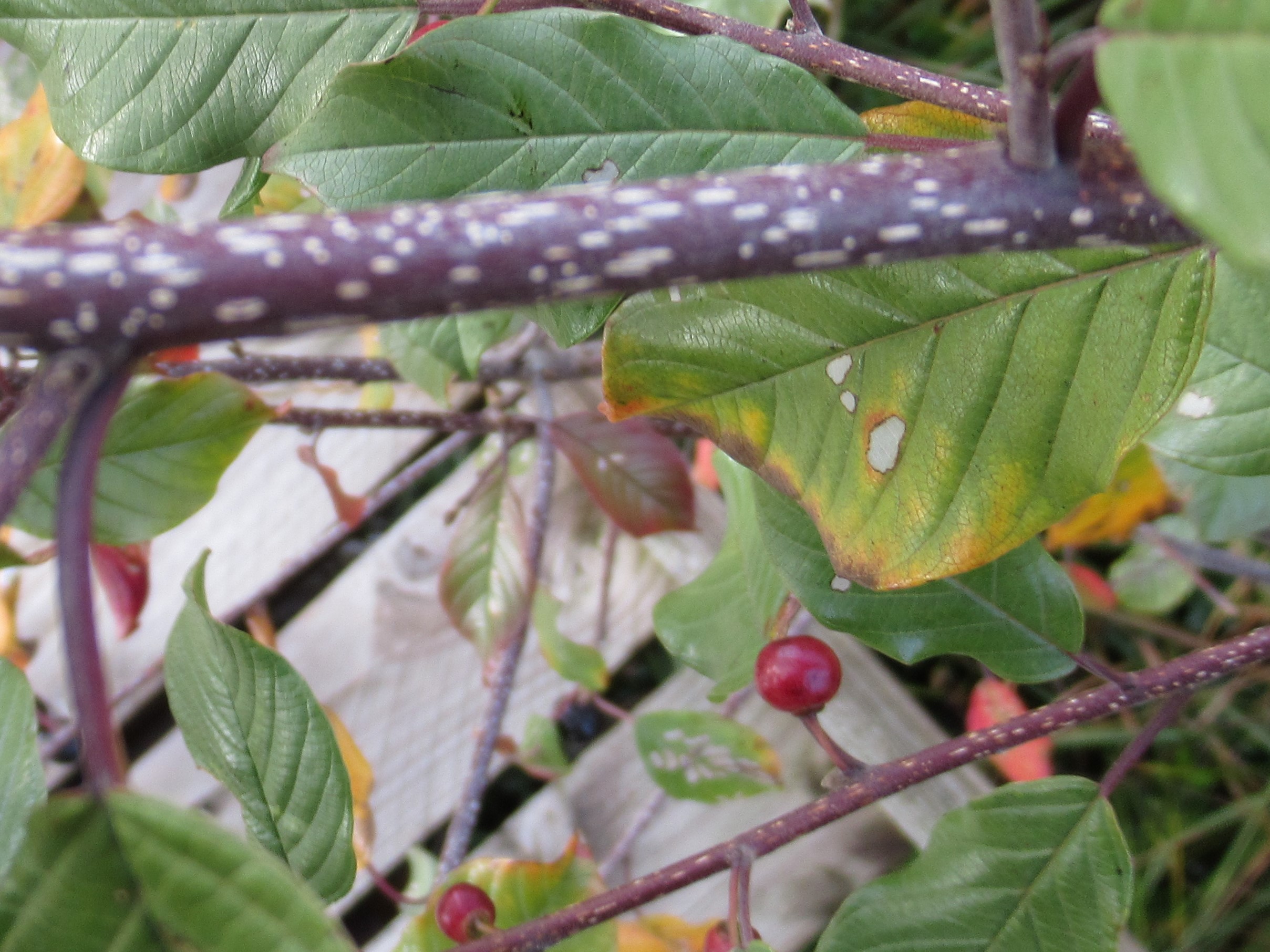 Annexe Bourdaine rameau.jpg