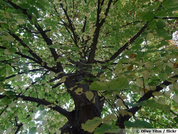 Annexe tilia-platyphyllos-600x450.jpg