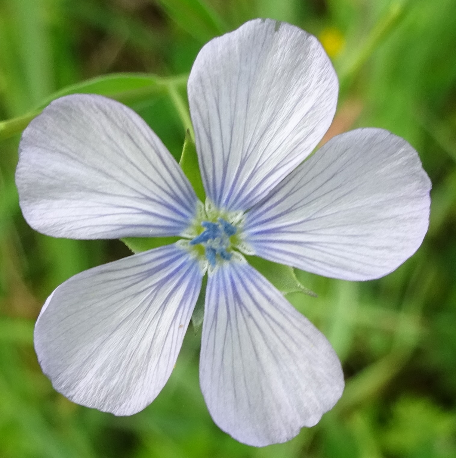 Annexe Linum bienne.jpg