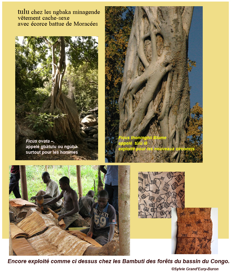 Annexe tulu - vetement ngbaka en écorce.jpg
