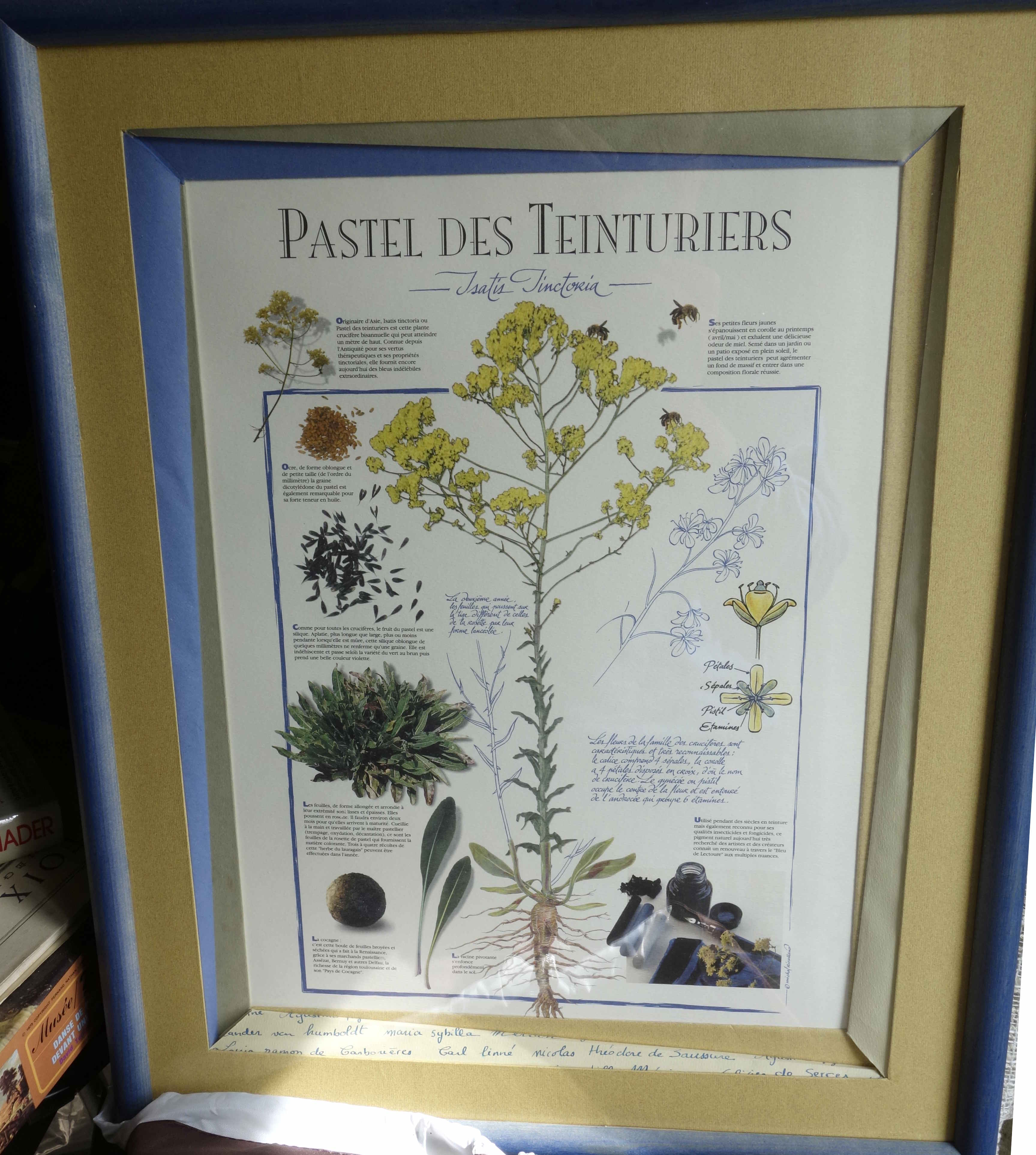 Annexe pastel-teint-petit.JPG