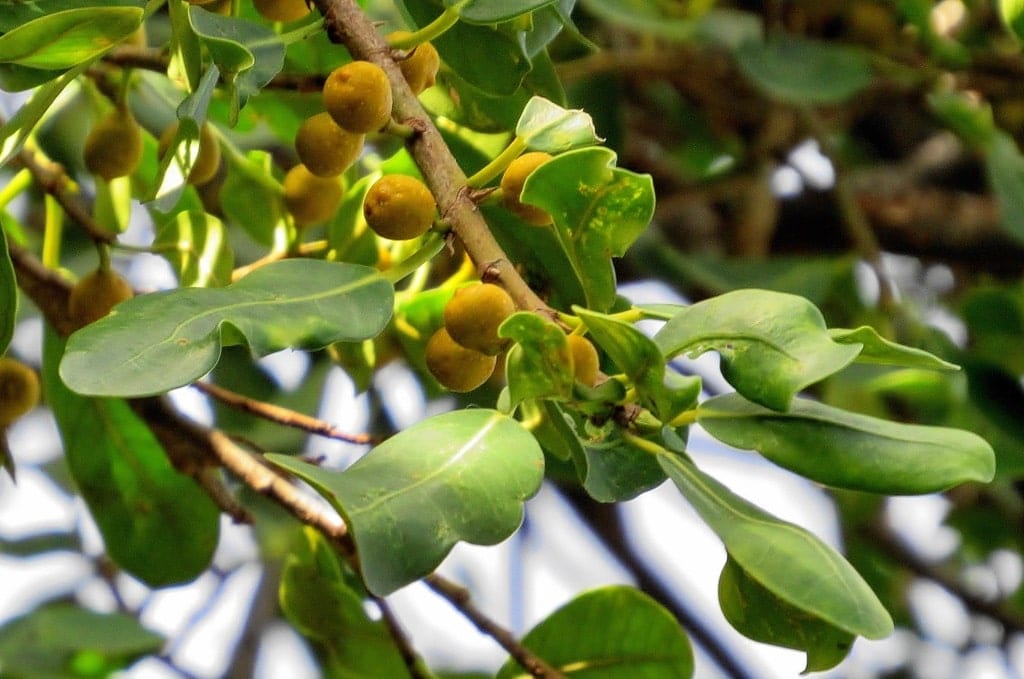 Annexe Ficus natalensis 2.jpeg