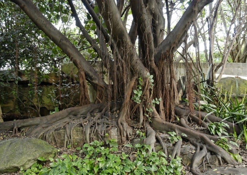 Annexe Ficus natalensis 3.jpg