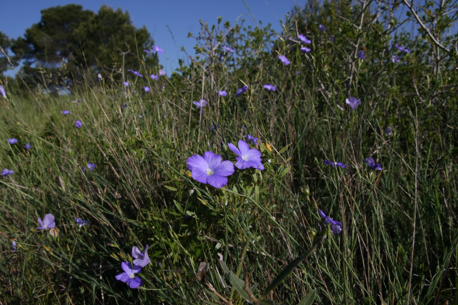 Annexe Linum narbonense, Lin de Narbonne (f.Linaceae) (5) (Copier).JPG